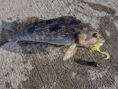 アイナメの釣果