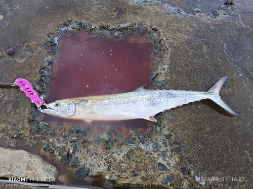 サワラの釣果