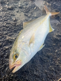 ショゴの釣果