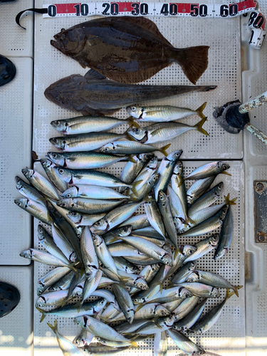 ヒラメの釣果