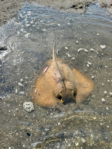 エイの釣果