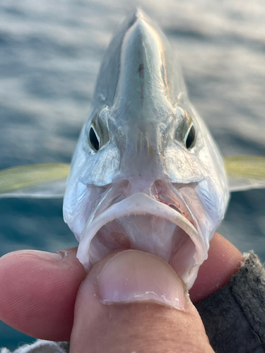 カスミアジの釣果