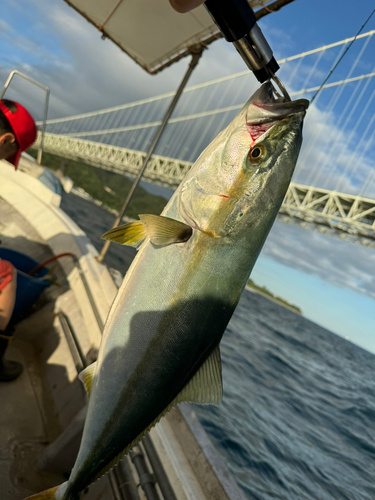 ハマチの釣果