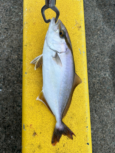 ショゴの釣果