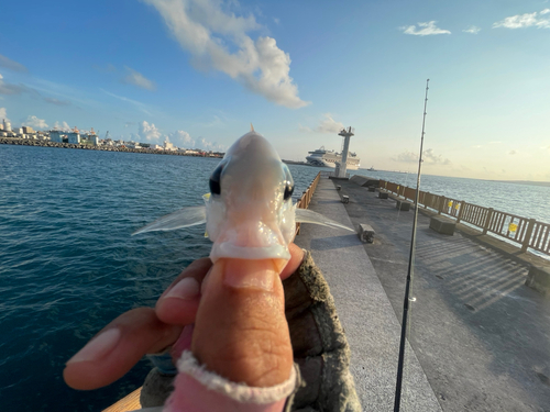 ヒトスジタマガシラの釣果