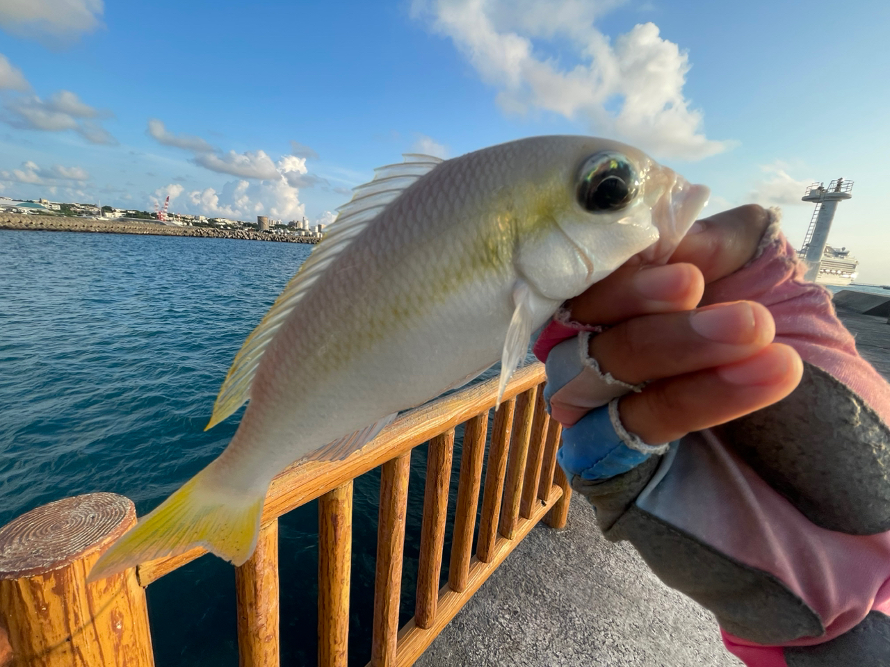 ヒトスジタマガシラ