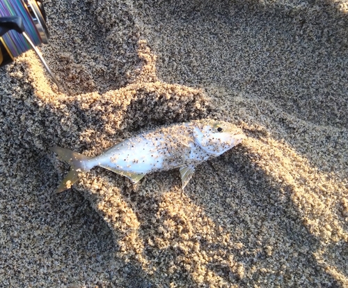 ショゴの釣果