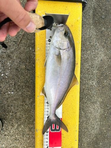 ショゴの釣果