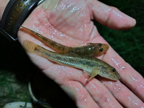 ハゼの釣果