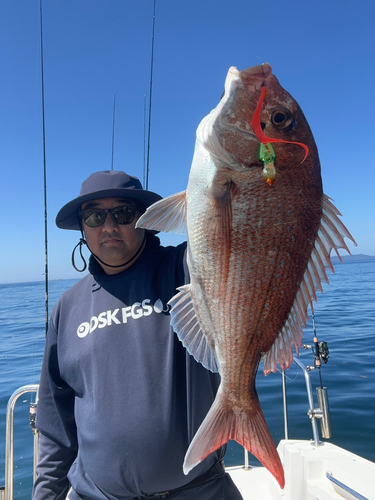 マダイの釣果