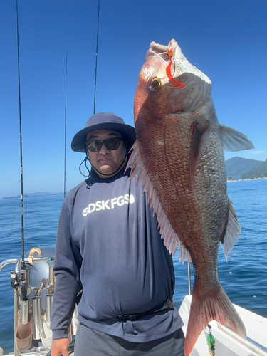 マダイの釣果