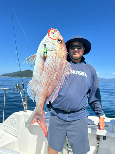 マダイの釣果