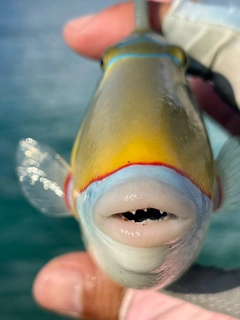 モンガラカワハギの釣果