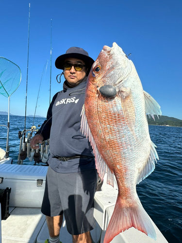 マダイの釣果