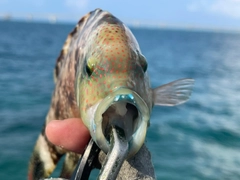 ミツバモチノウオの釣果