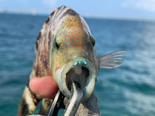 ミツバモチノウオの釣果