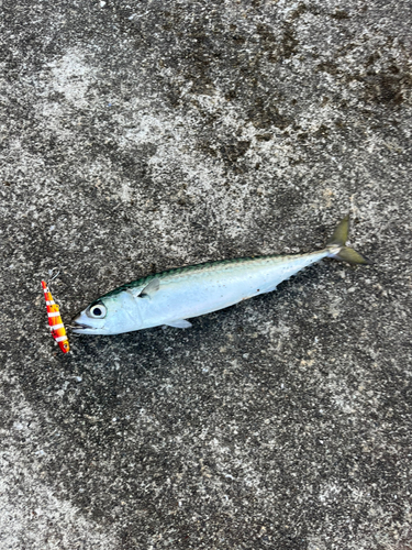 サバの釣果