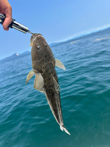 マゴチの釣果