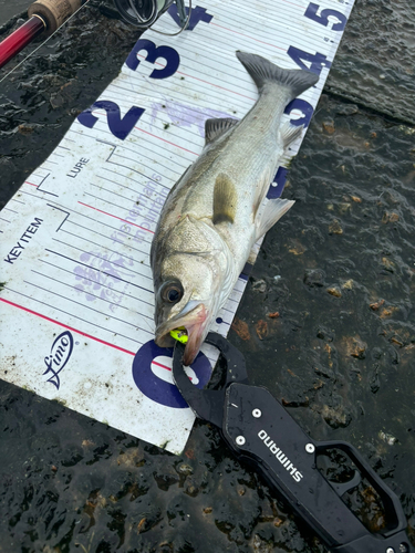 シーバスの釣果