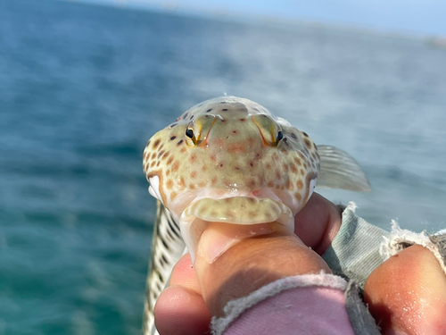 オグロトラギスの釣果