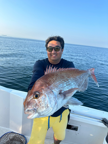 マダイの釣果