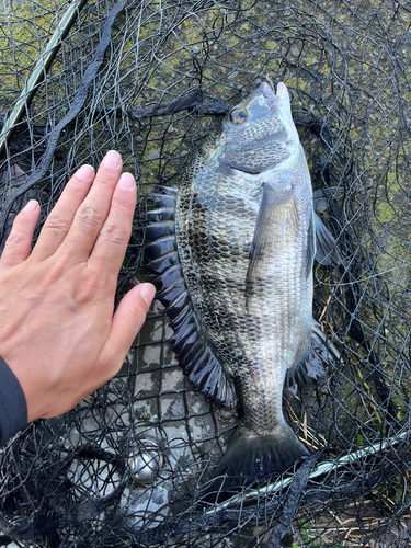 チヌの釣果