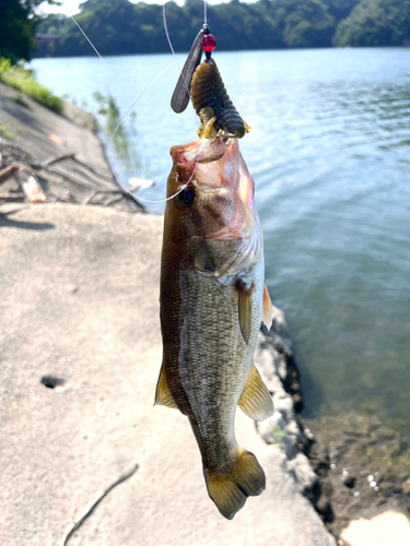 ブラックバスの釣果