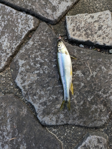 カワムツの釣果