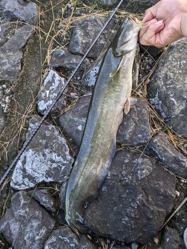 ナマズの釣果