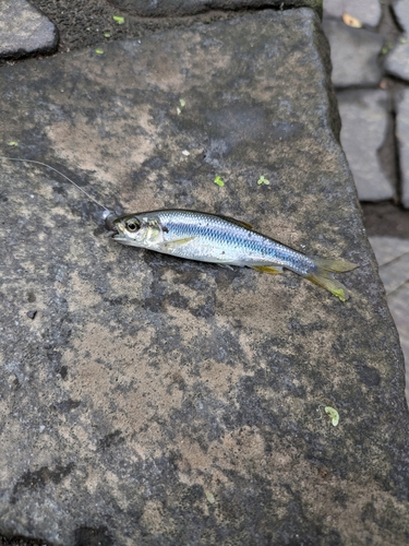 カワムツの釣果