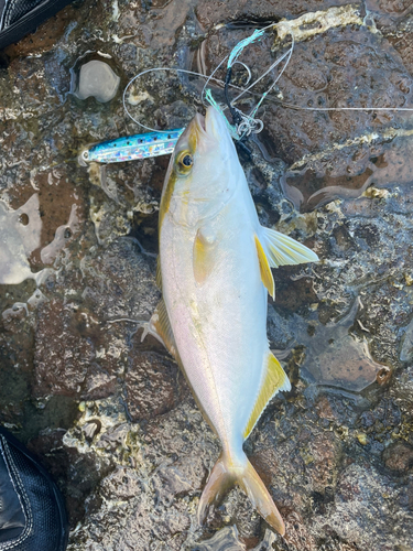 ショゴの釣果