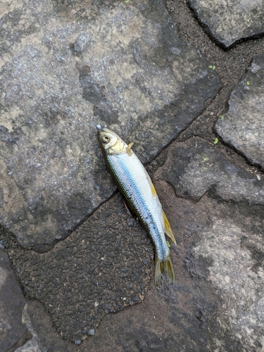 カワムツの釣果