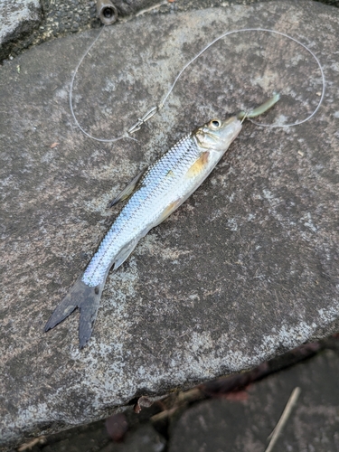 ニゴイの釣果