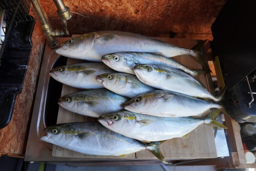 ハマチの釣果