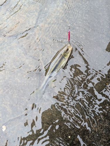 カワムツの釣果