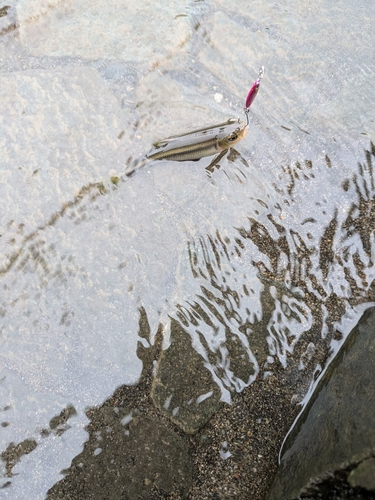 カワムツの釣果