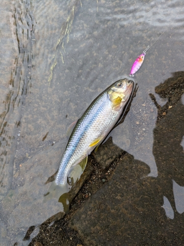 カワムツの釣果