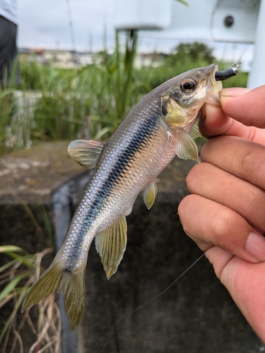 カワムツの釣果