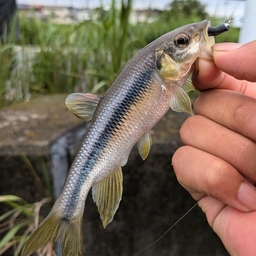 カワムツ