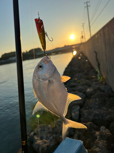 メッキの釣果