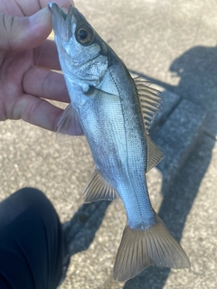 セイゴ（ヒラスズキ）の釣果