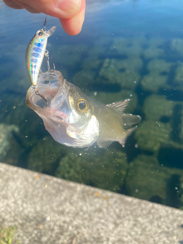 セイゴ（ヒラスズキ）の釣果