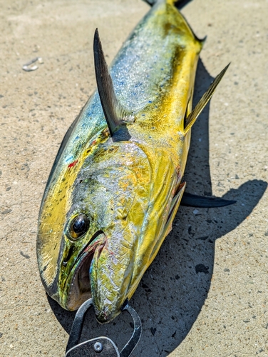 シイラの釣果