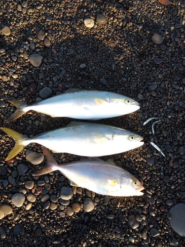 ショゴの釣果