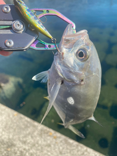 メッキの釣果