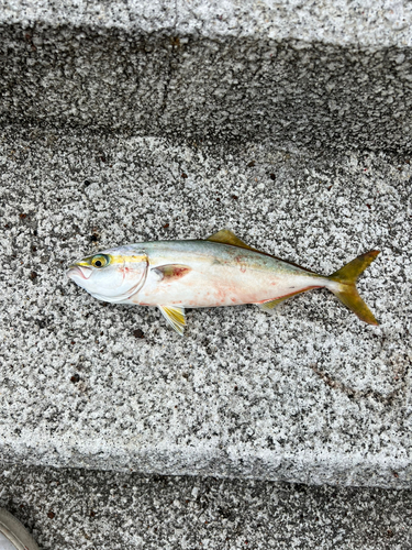 ツバスの釣果