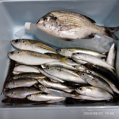 アジの釣果