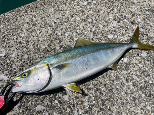 ヤズの釣果