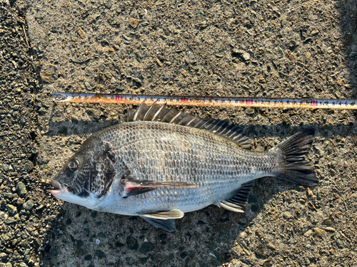 チヌの釣果