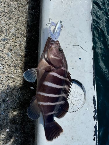 マハタの釣果